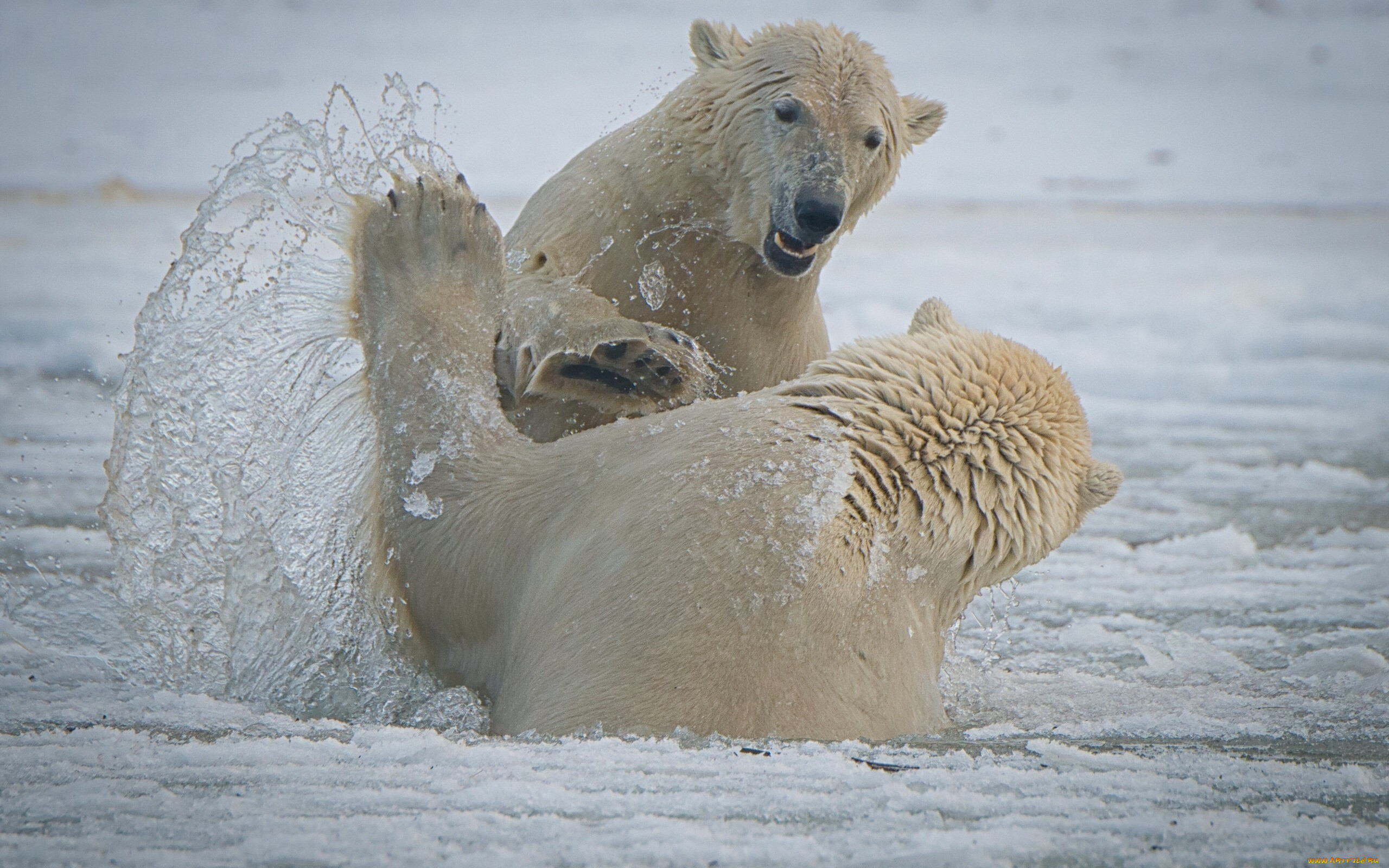 , , arctic, national, wildlife, refuge, alaska, , , , , , , 